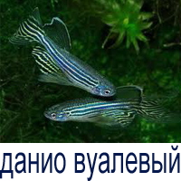 данио вуалевый купить